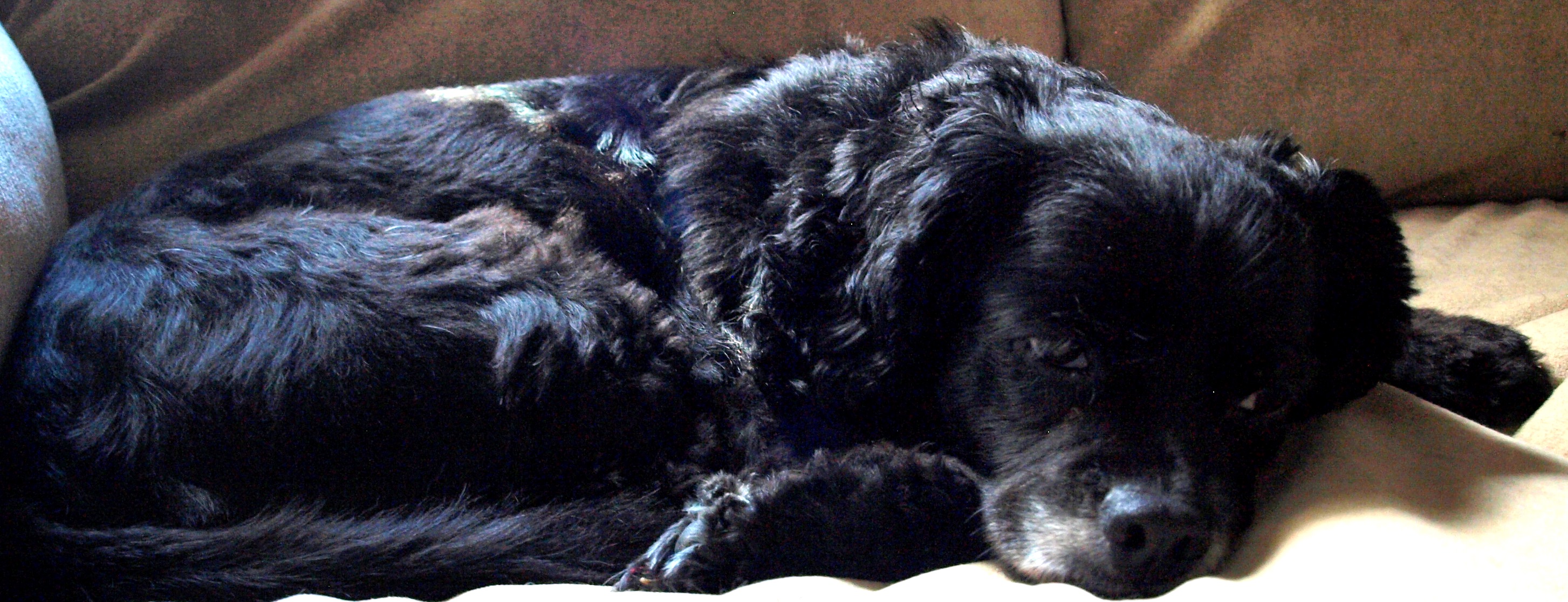 Clover relaxing